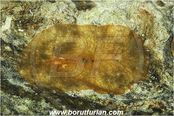 Island Susac, Croatia, Adriatic sea, Mediterranean sea, Planocera graffi, Planocera, Planoceridae, Graffi flatworm, Flatworm, Platyhelminthes