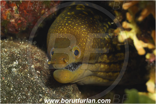 Island Susac, Croatia, Adriatic sea, Mediterranean sea, Enchelycore anatina, Enchelycore, Muraenidae, Fangtooth moray, Moray, Fish, Portrait