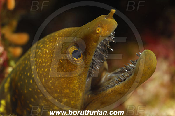 Island Susac, Croatia, Adriatic sea, Mediterranean sea, Enchelycore anatina, Enchelycore, Muraenidae, Fangtooth moray, Moray, Fish, Portrait