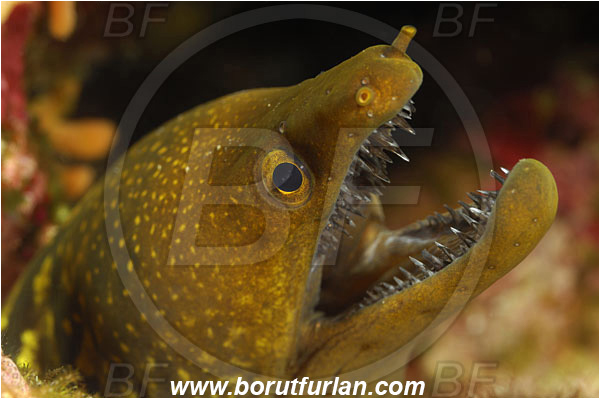 Island Susac, Croatia, Adriatic sea, Mediterranean sea, Enchelycore anatina, Enchelycore, Muraenidae, Fangtooth moray, Moray, Fish, Portrait