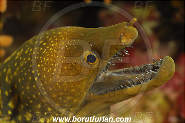 Island Susac, Croatia, Adriatic sea, Mediterranean sea, Enchelycore anatina, Enchelycore, Muraenidae, Fangtooth moray, Moray, Fish, Portrait