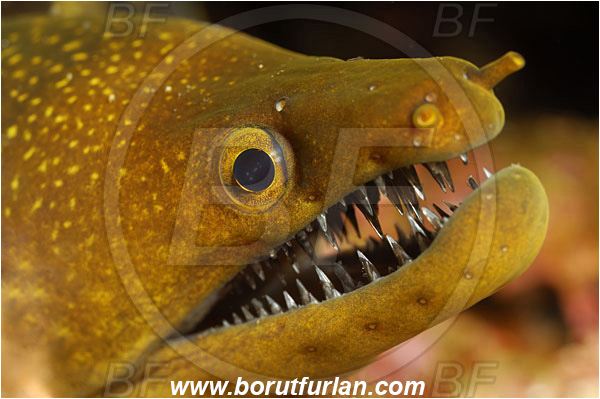 Island Susac, Croatia, Adriatic sea, Mediterranean sea, Enchelycore anatina, Enchelycore, Muraenidae, Fangtooth moray, Moray, Fish, Portrait