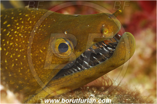 Island Susac, Croatia, Adriatic sea, Mediterranean sea, Enchelycore anatina, Enchelycore, Muraenidae, Fangtooth moray, Moray, Fish, Portrait