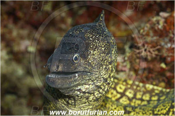 Island Susac, Croatia, Adriatic sea, Mediterranean sea, Muraena helena, Muraena, Muraenidae, Mediterranean moray, Moray, Fish, Portrait