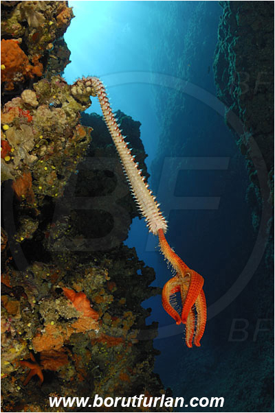 Island Susac, Croatia, Adriatic sea, Mediterranean sea, Hermodice carunculata, Hermodice, Amphinomidae, Bearded fireworm, Fireworm, Worm, Polychaeta, Hacelia attenuata, Hacelia, Ophidiasteridae, Smooth starfish, Strafish, Asteroidea, Echinodermata, Echinoderm, Reef, Wall, Canyon, Feeding, Fireworm feeds on starfish, Hanging from the ridge