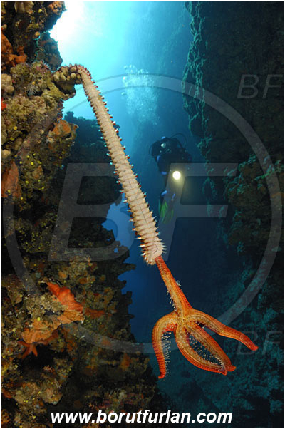 Island Susac, Croatia, Adriatic sea, Mediterranean sea, Hermodice carunculata, Hermodice, Amphinomidae, Bearded fireworm, Fireworm, Worm, Polychaeta, Hacelia attenuata, Hacelia, Ophidiasteridae, Smooth starfish, Strafish, Asteroidea, Echinodermata, Echinoderm, Reef, Wall, Canyon, Feeding, Fireworm feeds on starfish, Hanging from the ridge, Diver