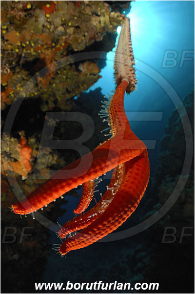 Island Susac, Croatia, Adriatic sea, Mediterranean sea, Hermodice carunculata, Hermodice, Amphinomidae, Bearded fireworm, Fireworm, Worm, Polychaeta, Hacelia attenuata, Hacelia, Ophidiasteridae, Smooth starfish, Strafish, Asteroidea, Echinodermata, Echinoderm, Reef, Wall, Canyon, Feeding, Fireworm feeds on starfish, Hanging from the ridge