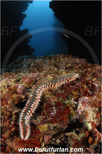 Island Susac, Croatia, Adriatic sea, Mediterranean sea, Hermodice carunculata, Hermodice, Amphinomidae, Bearded fireworm, Fireworm, Worm, Polychaeta, Reef, Canyon