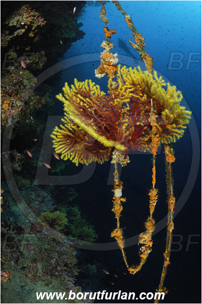 Island Susac, Croatia, Adriatic sea, Mediterranean sea, Paramuricea clavata, Paramuricea, Plexauridae, Mediterranean gorgonian, Coral, Cnidaria, Cnidarian, Reef, Discarded fishing line, Fishing line, Wall, Overhang, Diver