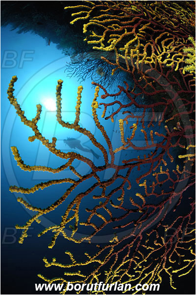 Island Susac, Croatia, Adriatic sea, Mediterranean sea, Paramuricea clavata, Paramuricea, Plexauridae, Mediterranean gorgonian, Sea fan, Coral, Cnidaria, Cnidarian, Reef, Overhang, Diver