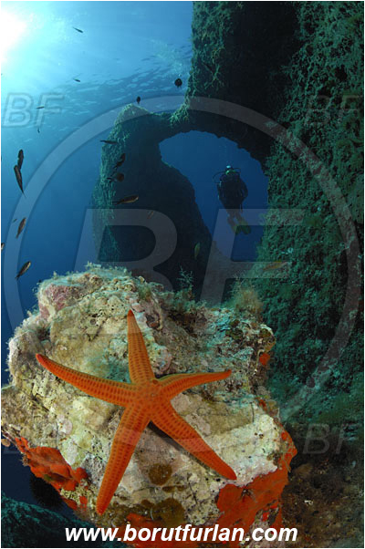 Island Susac, Croatia, Adriatic sea, Mediterranean sea, Hacelia attenuata, Hacelia, Ophidiasteridae, Smooth starfish, Strafish, Asteroidea, Echinodermata, Echinoderm, Reef, Wall, Window, Diver