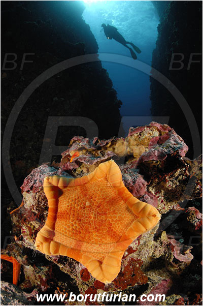Island Susac, Croatia, Adriatic sea, Mediterranean sea, Peltaster placenta, Peltaster, Goniasteridae, Penta starfish, Strafish, Asteroidea, Echinodermata, Echinoderm, Reef, Canyon, Diver