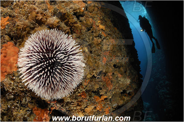 Island Susac, Croatia, Adriatic sea, Mediterranean sea, Sphaerechinus granularis, Sphaerechinus, Toxopneustidae, Purple Sea Urchin, Sea Urchin, Echinoidea, Echinodermata, Echinoderm, Reef, Diver, Cave, Canyon