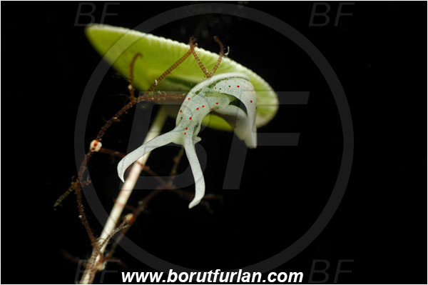 Island Susac, Croatia, Adriatic sea, Mediterranean sea, Acetabularia acetabulum, Acetabularia, Polyphysaceae, Mermaid