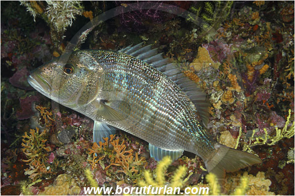 Island Susac, Croatia, Adriatic sea, Mediterranean sea, Dentex dentex, Dentex, Sparidae, Common dentex, Bream, Fish