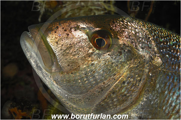 Island Susac, Croatia, Adriatic sea, Mediterranean sea, Dentex dentex, Dentex, Sparidae, Common dentex, Bream, Fish, Portrait