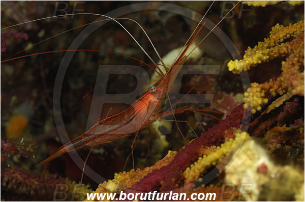 Island Susac, Croatia, Adriatic sea, Mediterranean sea, Plesionika narval, Plesionika, Pandalidae, Decapoda, Narwal shrimp, Shrimp, Crustacea, Crustacean