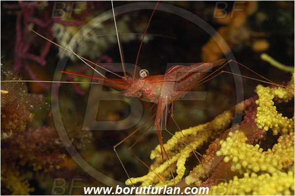 Island Susac, Croatia, Adriatic sea, Mediterranean sea, Plesionika narval, Plesionika, Pandalidae, Decapoda, Narwal shrimp, Shrimp, Crustacea, Crustacean