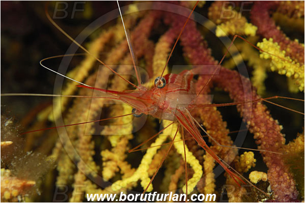Island Susac, Croatia, Adriatic sea, Mediterranean sea, Plesionika narval, Plesionika, Pandalidae, Decapoda, Narwal shrimp, Shrimp, Crustacea, Crustacean, Portrait