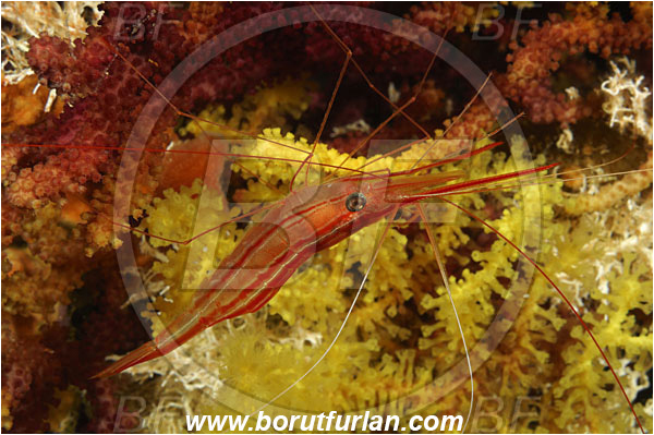 Island Susac, Croatia, Adriatic sea, Mediterranean sea, Plesionika narval, Plesionika, Pandalidae, Decapoda, Narwal shrimp, Shrimp, Crustacea, Crustacean