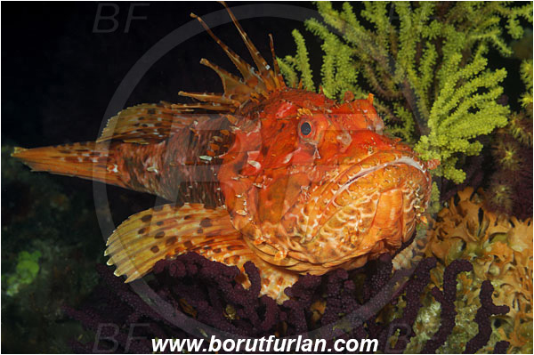 Island Susac, Croatia, Adriatic sea, Mediterranean sea, Scorpaena scrofa, Scorpaena, Scorpaenidae, Great red scorpionfish, Scorpionfish, Fish