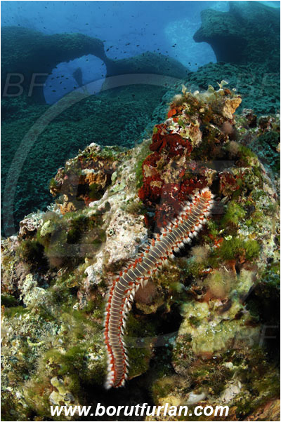 Island Susac, Croatia, Adriatic sea, Mediterranean sea, Hermodice carunculata, Hermodice, Amphinomidae, Bearded fireworm, Fireworm, Worm, Polychaeta, Reef, Window, Diver