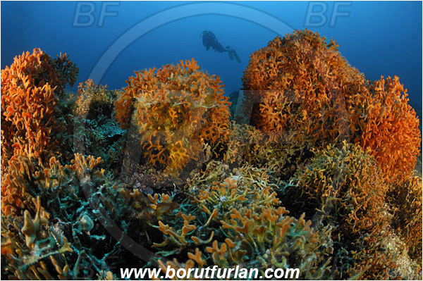 Island Susac, Croatia, Adriatic sea, Mediterranean sea, Pentapora fascialis, Pentapora, Bitectiporidae, Bryozoa, Bryozoan, Reef, Diver