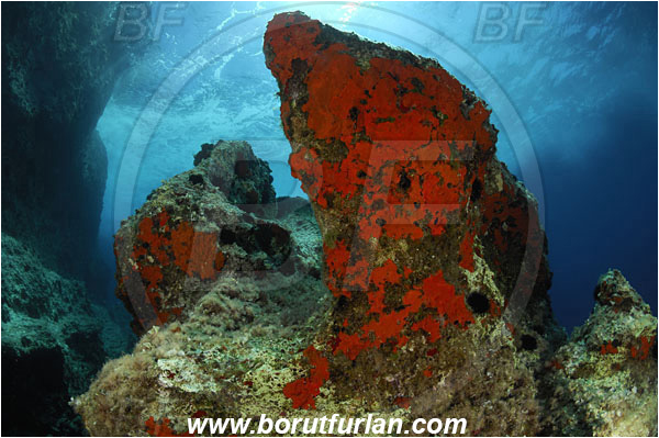 Island Susac, Croatia, Adriatic sea, Mediterranean sea, Reef, Rock, Red sponge