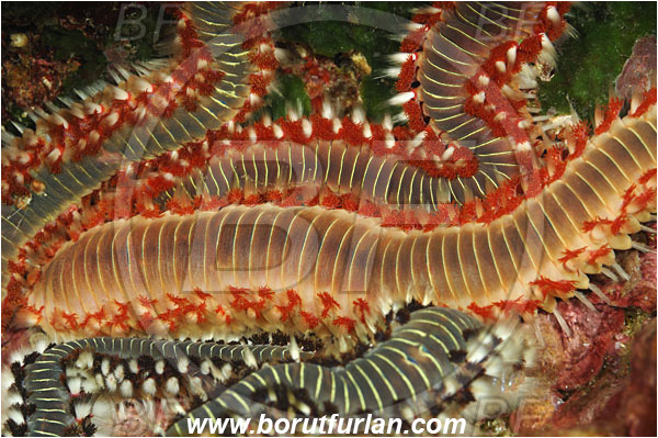 Island Susac, Croatia, Adriatic sea, Mediterranean sea, Hermodice carunculata, Hermodice, Amphinomidae, Bearded fireworm, Fireworm, Worm, Polychaeta, Mating, Abstract