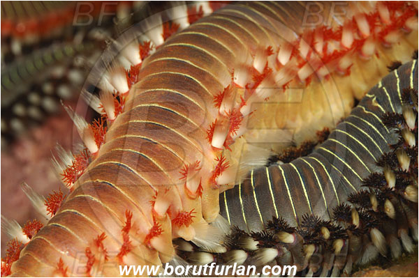 Island Susac, Croatia, Adriatic sea, Mediterranean sea, Hermodice carunculata, Hermodice, Amphinomidae, Bearded fireworm, Fireworm, Worm, Polychaeta, Mating, Abstract