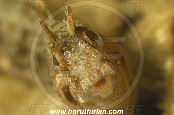 Piran, Slovenia, Adriatic sea, Mediterranean sea, Parablennius incognitus, Parablennius, Blenniidae, Mystery blenny, Blenny, Fish, Portrait