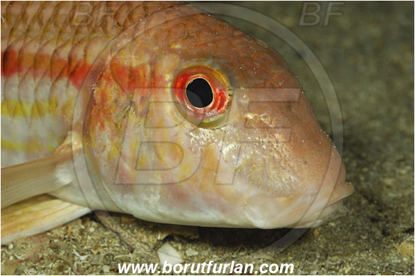 Island Korcula, Croatia, Adriatic sea, Mediterranean sea, Mullus surmuletus, Mullus, Mullidae, Striped red mullet, Mullet, Goatfish, Fish, Portrait