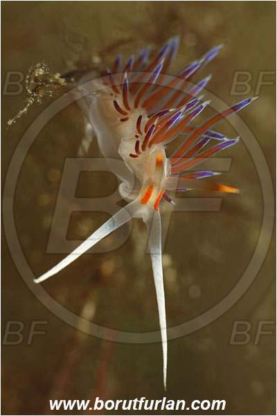 Island Korcula, Croatia, Adriatic sea, Mediterranean sea, Cratena peregrina, Cratena, Facelinidae, Tricolor nudibranch, Nudibranch, Sea slug, Gastropoda, Mollusca