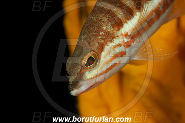 Island Korcula, Croatia, Adriatic sea, Mediterranean sea, Serranus cabrilla, Serranus, Serranidae, Comber, Fish, Portrait