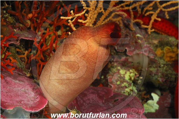 Island Korcula, Croatia, Adriatic sea, Mediterranean sea, Halocynthia papillosa, Halocynthia, Pyuridae, Red sea squirt, Sea squirt, Ascidiacea, Tunicata, Tunicate