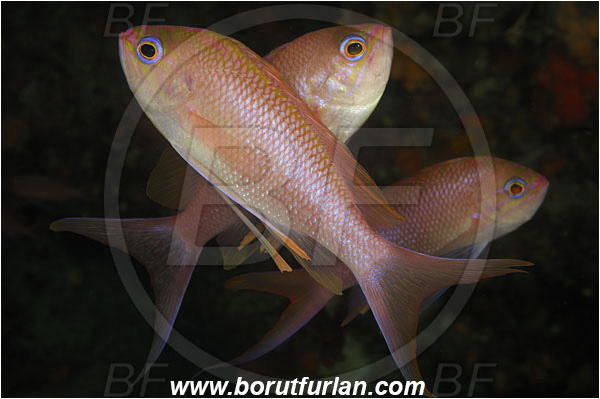 Island Korcula, Croatia, Adriatic sea, Mediterranean sea, Anthias anthias, Anthias, Serranidae, Swallowtail seaperch, Seaperch, Fish