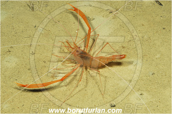 Island Korcula, Croatia, Adriatic sea, Mediterranean sea, Stenopus spinosus, Stenopus, Stenopodidae, Decapoda, Golden coral shrimp, Mediterranean coral shrimp, Shrimp, Crustacea, Crustacean