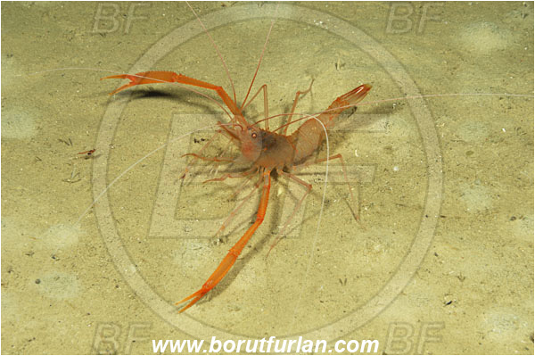Island Korcula, Croatia, Adriatic sea, Mediterranean sea, Stenopus spinosus, Stenopus, Stenopodidae, Decapoda, Golden coral shrimp, Mediterranean coral shrimp, Shrimp, Crustacea, Crustacean