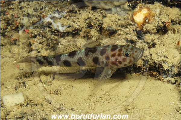 Island Korcula, Croatia, Adriatic sea, Mediterranean sea, Thorogobius ephippiatus, Thorogobius, Gobiidae, Leopard-spotted goby, Goby, Fish