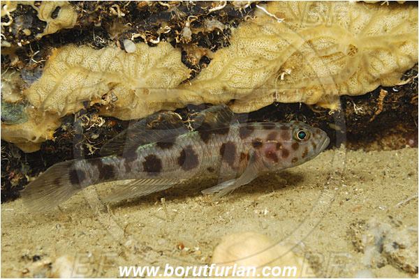 Island Korcula, Croatia, Adriatic sea, Mediterranean sea, Thorogobius ephippiatus, Thorogobius, Gobiidae, Leopard-spotted goby, Goby, Fish