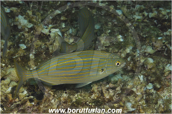 Island Korcula, Croatia, Adriatic sea, Mediterranean sea, Sarpa salpa, Sarpa, Sparidae, Cow bream, Goldline, Bream, Fish