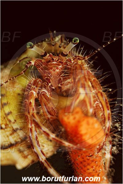 Island Korcula, Croatia, Adriatic sea, Mediterranean sea, Pagurus anachoretus, Pagurus, Paguridae, Crustacea, Crustacean, Long-armed Hermit Crab, Hermit crab, Crab