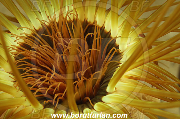 Island Korcula, Croatia, Adriatic sea, Mediterranean sea, Cerianthus membranaceus, Cerianthus, Cerianthidae, Cylinder anemone, Tube dwelling anemone, Tube anemone, Anemone, Anthozoa, Cnidaria, Cnidarian, Abstract