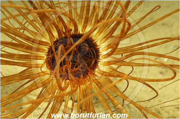 Island Korcula, Croatia, Adriatic sea, Mediterranean sea, Cerianthus membranaceus, Cerianthus, Cerianthidae, Cylinder anemone, Tube dwelling anemone, Tube anemone, Anemone, Anthozoa, Cnidaria, Cnidarian, Abstract