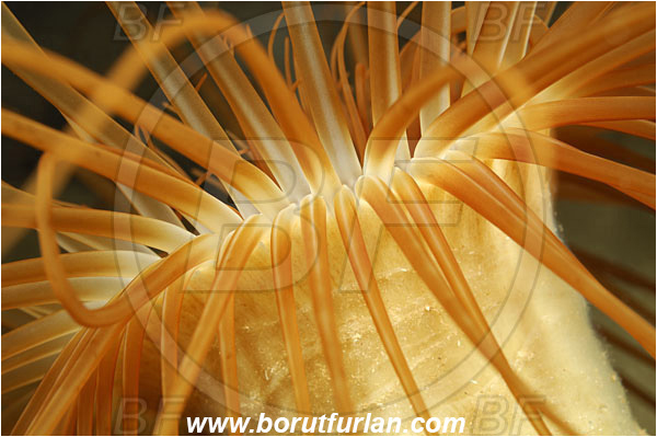 Island Korcula, Croatia, Adriatic sea, Mediterranean sea, Cerianthus membranaceus, Cerianthus, Cerianthidae, Cylinder anemone, Tube dwelling anemone, Tube anemone, Anemone, Anthozoa, Cnidaria, Cnidarian, Abstract