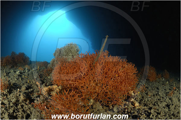 Island Korcula, Croatia, Adriatic sea, Mediterranean sea, Pentapora fascialis, Pentapora, Bitectiporidae, Bryozoa, Bryozoan, Reef, Cave