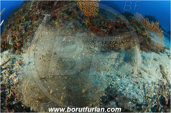 Island Korcula, Croatia, Adriatic sea, Mediterranean sea, Muraena helena, Muraena, Muraenidae, Mediterranean moray, Moray, Fish, Reef, Quick escape