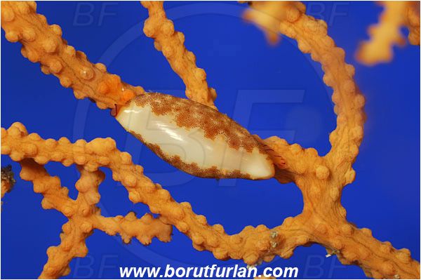 Island Korcula, Croatia, Adriatic sea, Mediterranean sea, Simnia spelta, Simnia, Ovulidae, Keys Simnia, False cowrie, Sea snail, Gastropoda, Mollusca, Mollusc