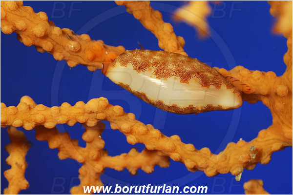 Island Korcula, Croatia, Adriatic sea, Mediterranean sea, Simnia spelta, Simnia, Ovulidae, Keys Simnia, False cowrie, Sea snail, Gastropoda, Mollusca, Mollusc