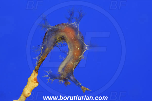 Island Korcula, Croatia, Adriatic sea, Mediterranean sea, Marionia blainvillea, Marionia, Tritoniidae, Dendronotid nudibranch, Nudibranch, Sea slug, Gastropoda, Mollusca